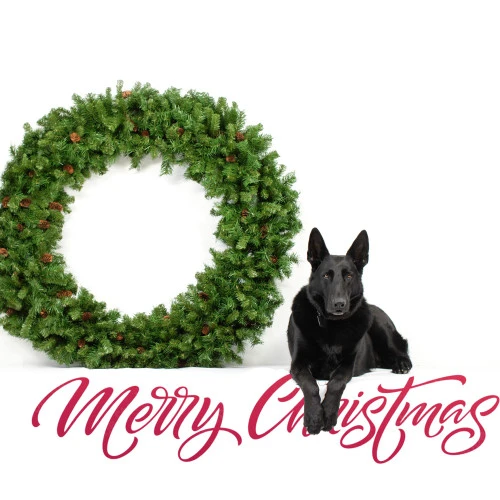 Northlight Dakota Red Pine Commercial Artificial Christmas Wreath - 5-Foot, Unlit - Image 3